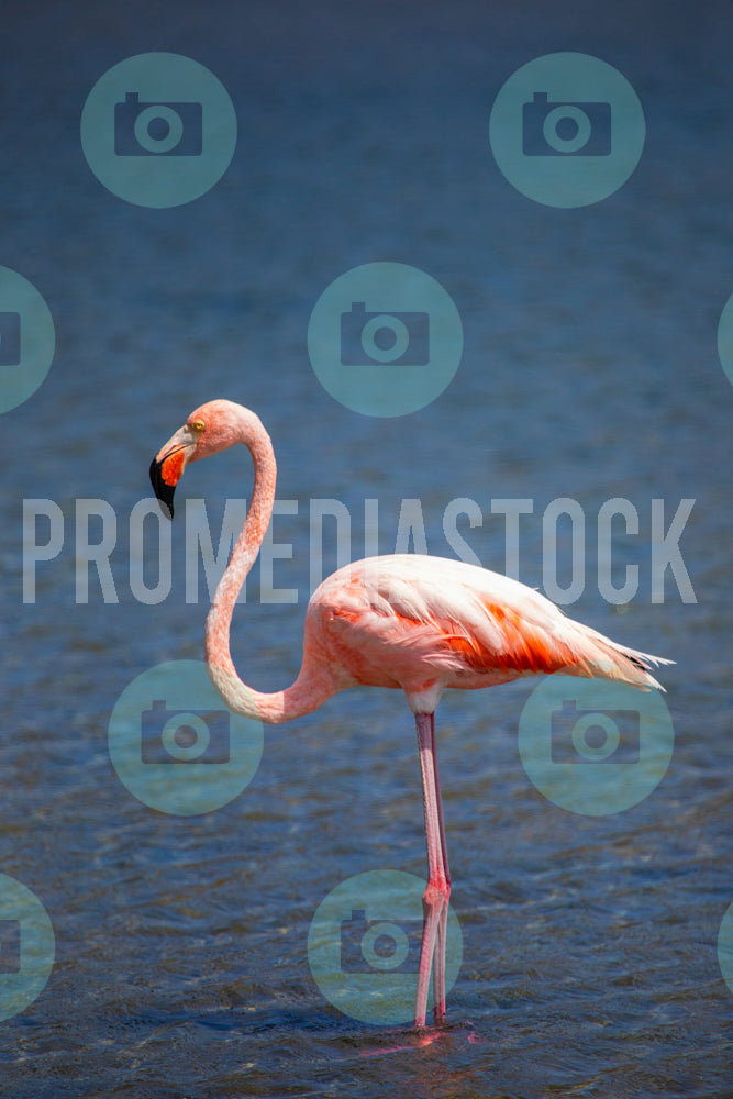 Bonaire Stock Photo Caribbean 1055