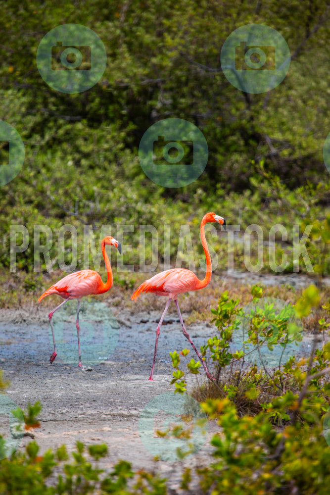 Bonaire Stock Photo Caribbean 1063