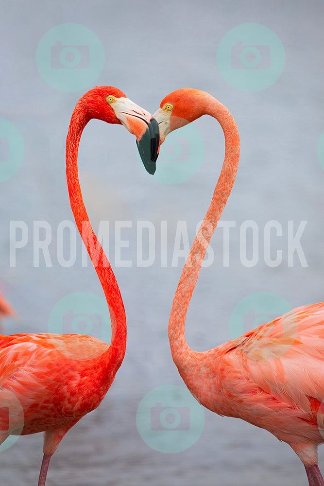 Curacao Animal Flamingoes 1115