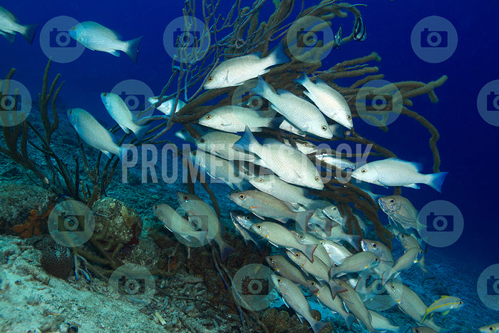 Curacao Animal Red Porgy 0294