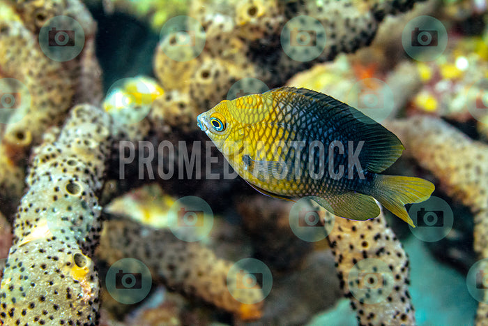 Curacao Animal Threespot Damselfish 182