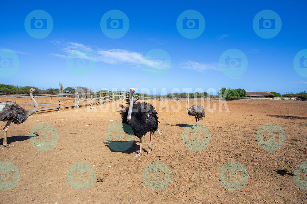 Curacao Animal Ostrich 193