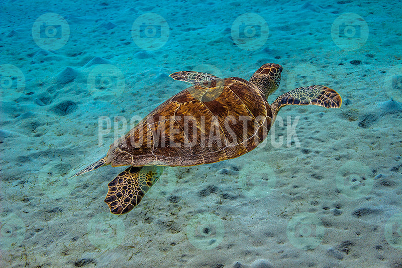 Curacao Turtle 050