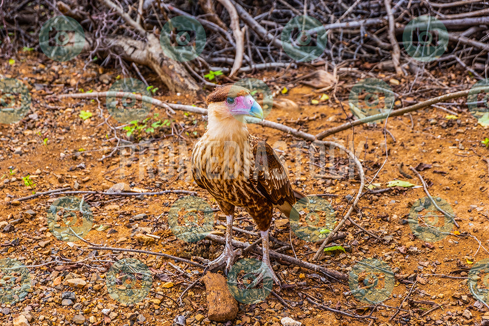 Curacao Animal Warawara 334