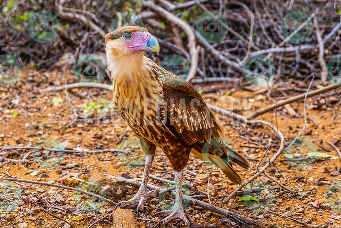 Curacao Animal Warawara 335