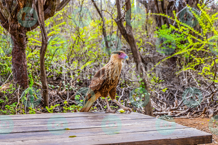 Curacao Animal Warawara 336