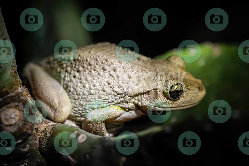 Curacao Animal Cuban Tree Frog 389