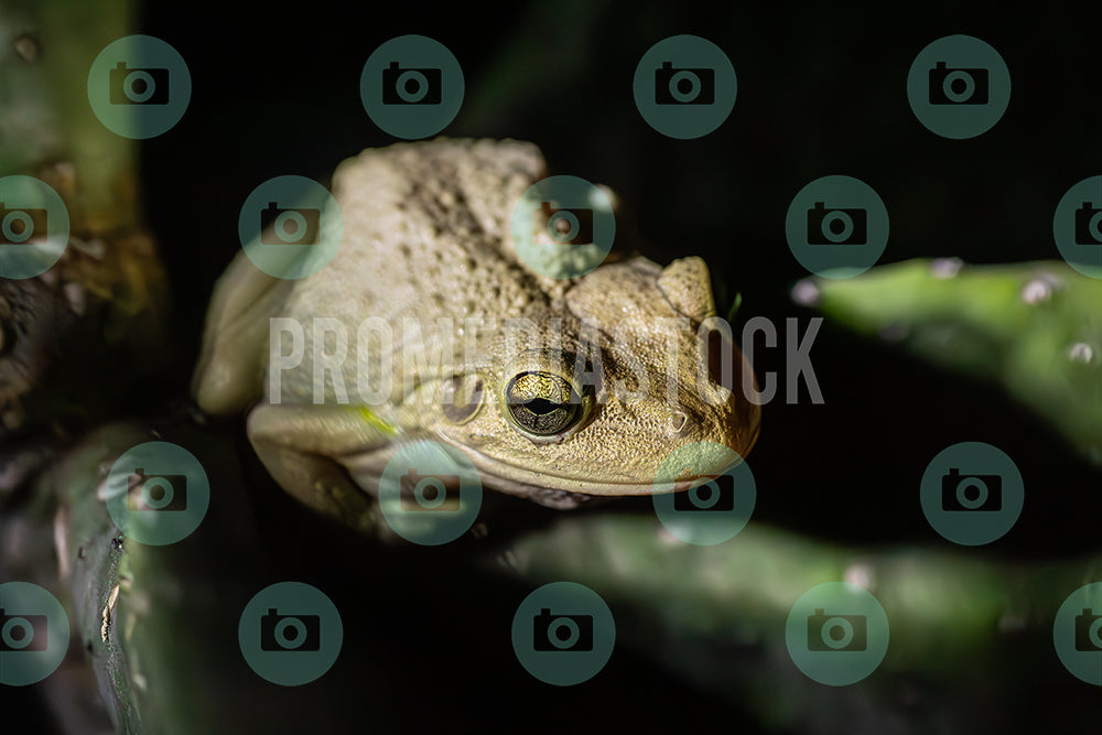 Curacao Animal Cuban Tree Frog 390