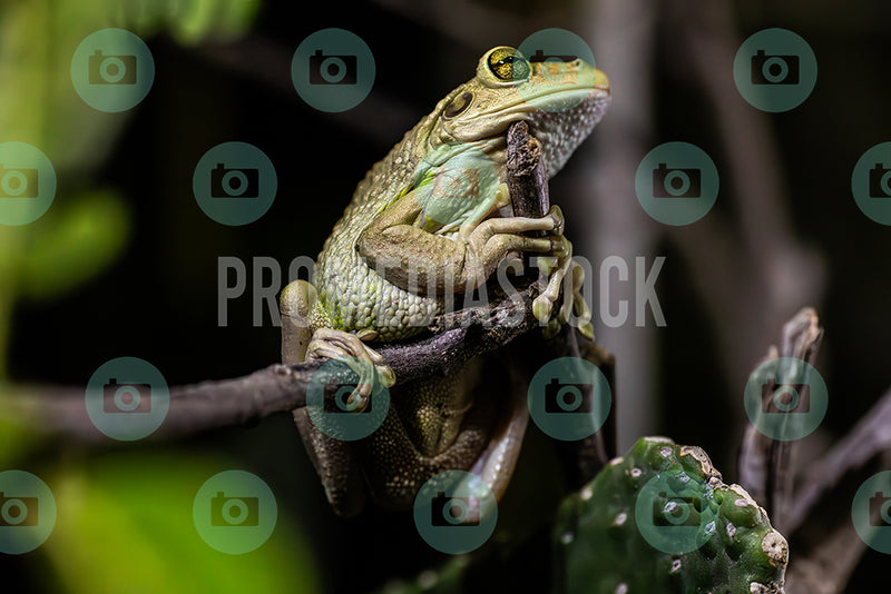 Curacao Animal Cuban Tree Frog 391