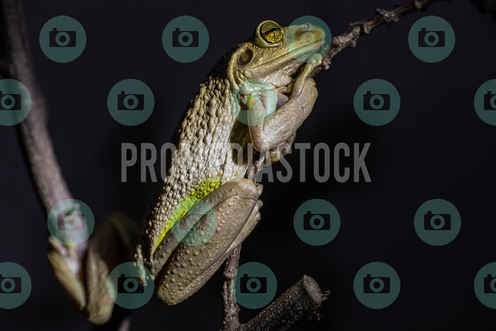 Curacao Animal Cuban Tree Frog 392