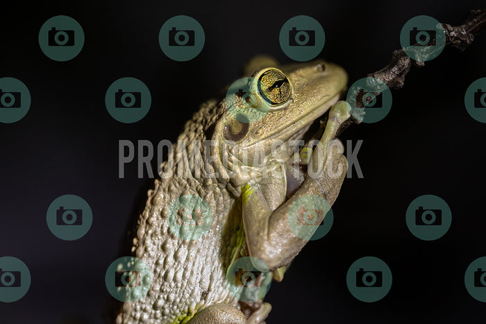 Curacao Animal Cuban Tree Frog 393