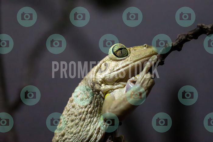 Curacao Animal Cuban Tree Frog 394