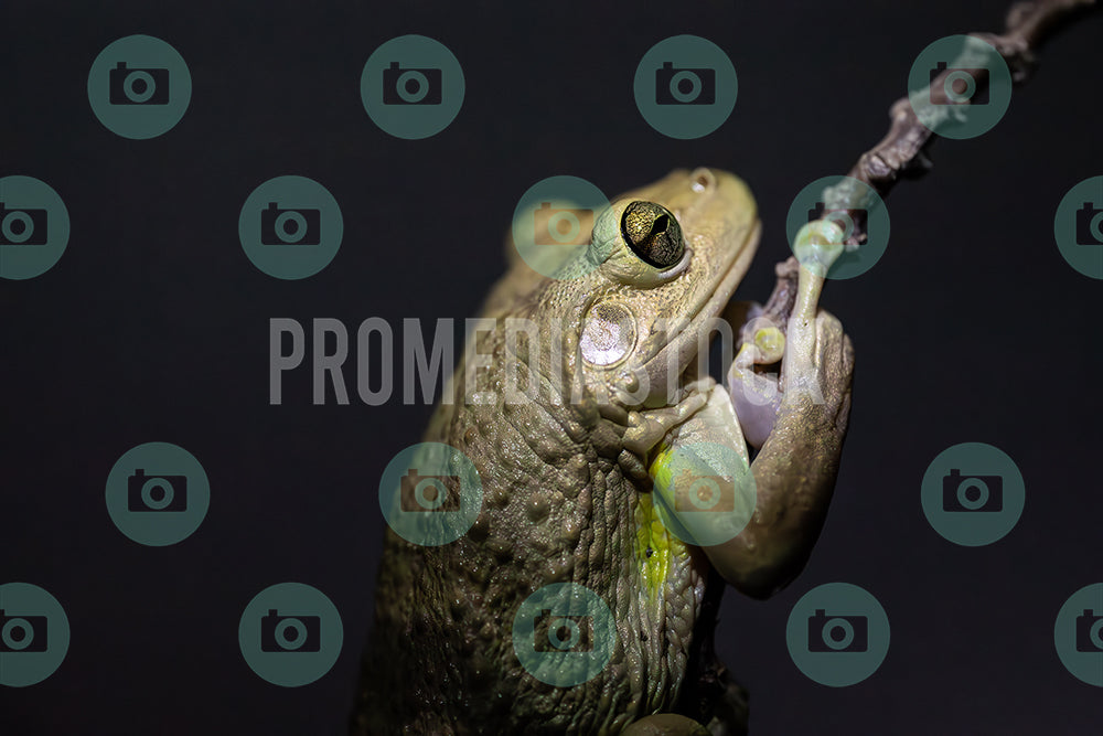 Curacao Animal Cuban Tree Frog 395