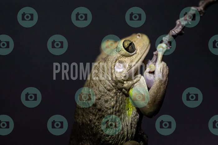 Curacao Animal Cuban Tree Frog 395