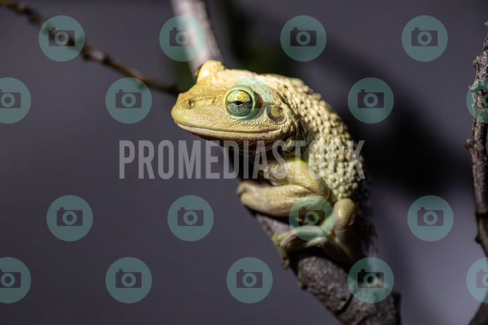 Curacao Animal Cuban Tree Frog 396