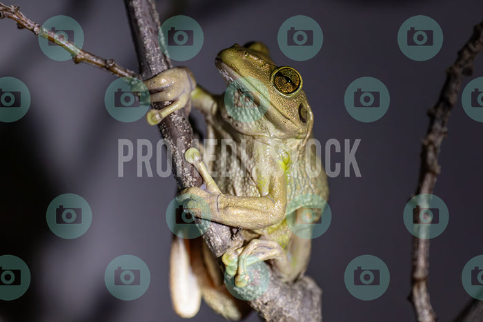 Curacao Animal Cuban Tree Frog 397