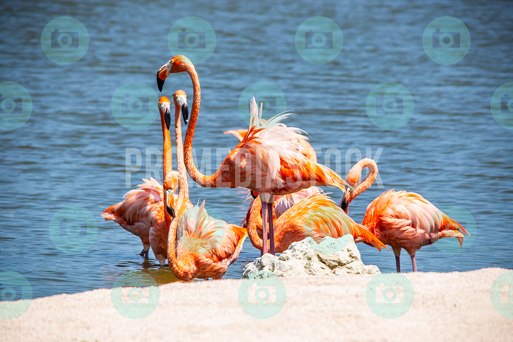 Curacao Animal Flamingo 052