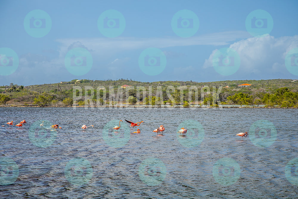 Curacao Animal Flamingoes 054