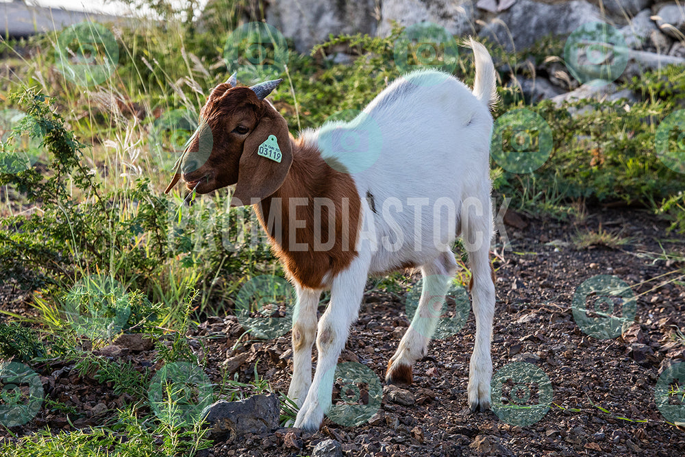 Curacao Animal Goat 366