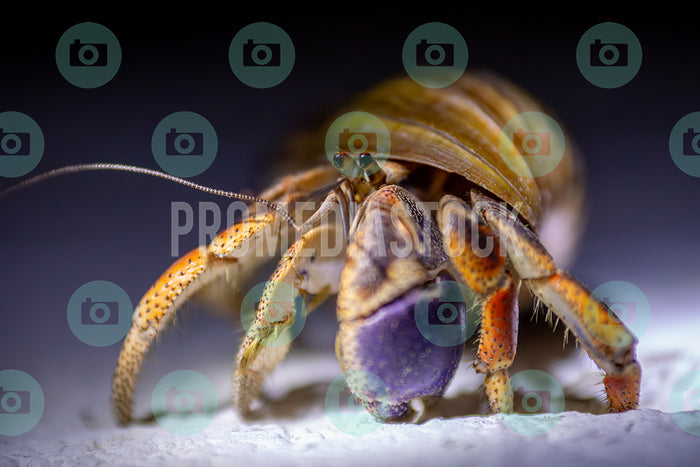 Curacao Animal Hermit Crab 398