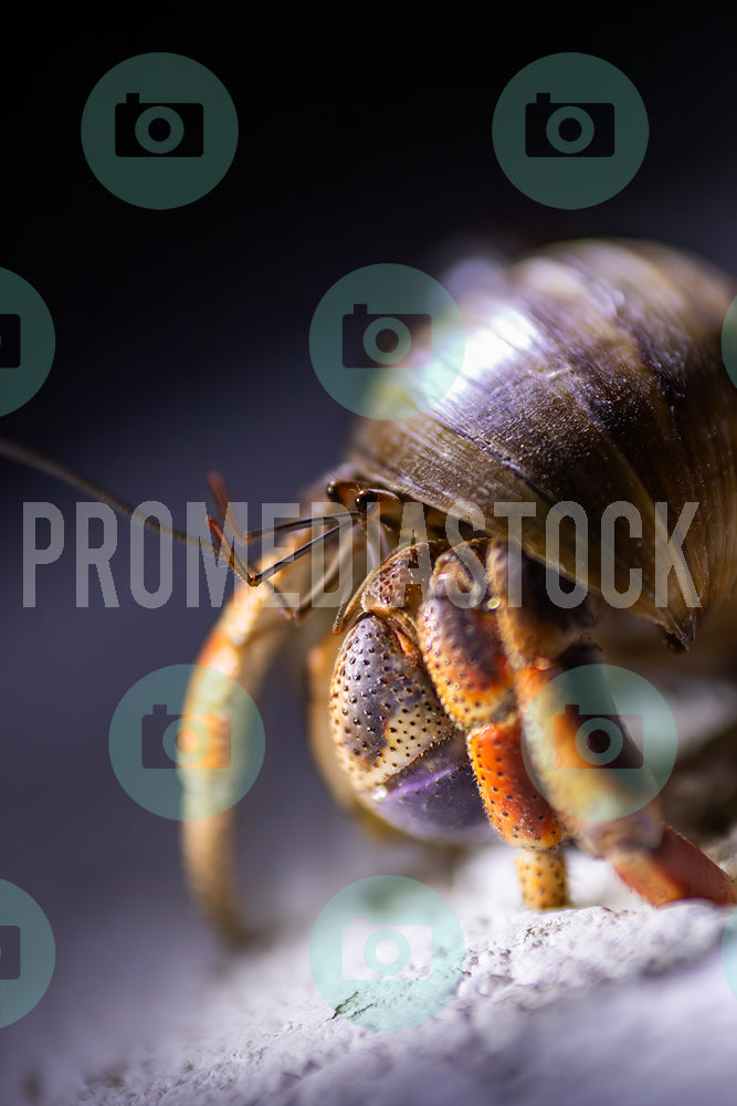 Curacao Animal Hermit Crab 399