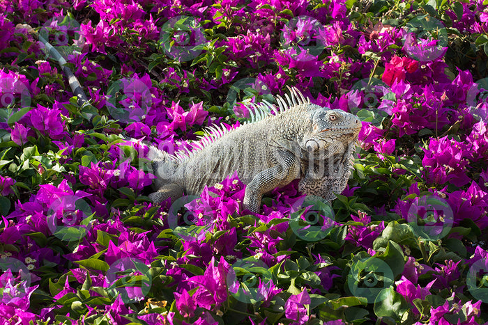 Curacao Animal Iguana 295