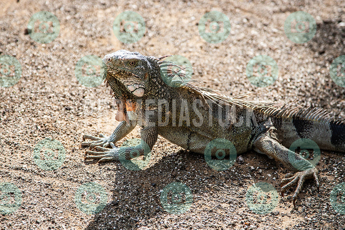 Curacao Animal Iguana 338