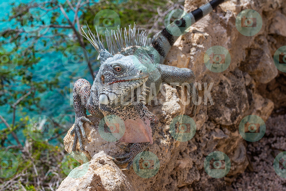 Curacao Animal Iguana 282