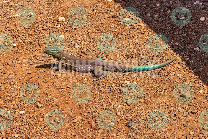 Curacao Animal Lizard Blauw-blauw 178