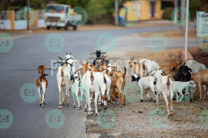 Curacao Animal Goats 317