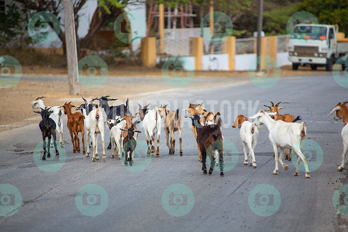 Curacao Animal Goats 318