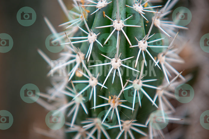 Curacao Cactus Closeup 316