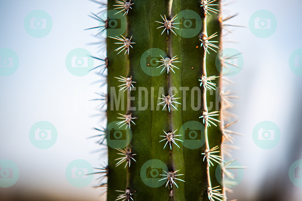 Curacao Cactus Closeup 320