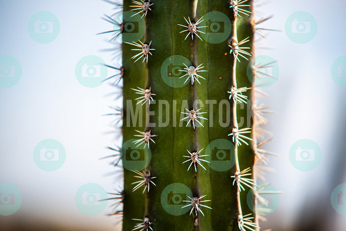 Curacao Cactus Closeup 320