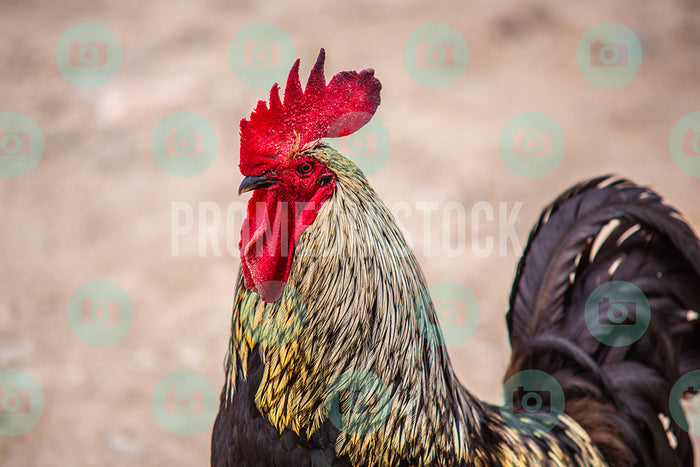 Curacao Animal Rooster 313