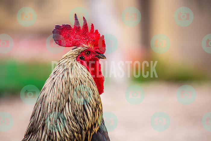 Curacao Animal Rooster 314