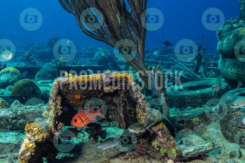 Curacao Animal BlackBar SoldierFish 337