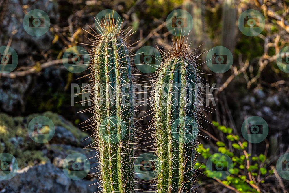 Curacao Christoffel Park 328