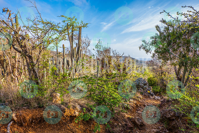 Curacao Christoffel Park 323