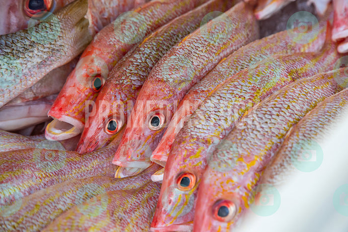 Curacao Animal Red Snapper 0070