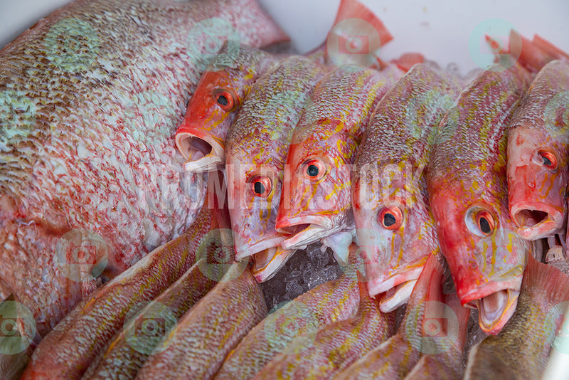 Curacao Animal Red Snapper 0071