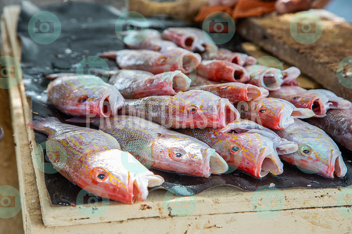 Curacao Animal Red Snapper 0072