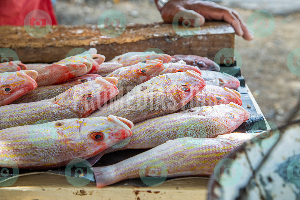 Curacao Animal Red Snapper 0073