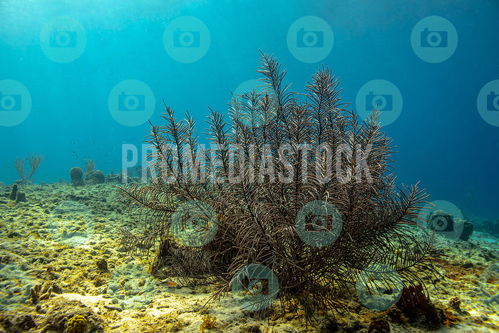 Curacao Gorgonian Black Coral 183