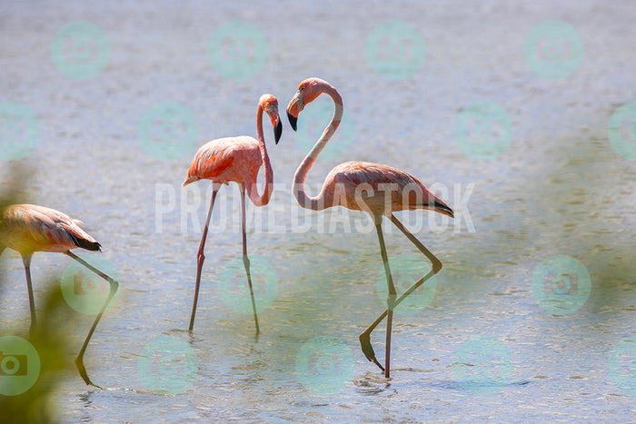 Curacao Animal Flamingoes 363