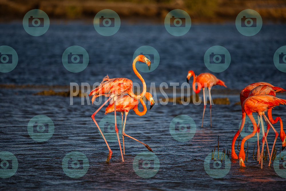 Curacao Animal Flamingo 297