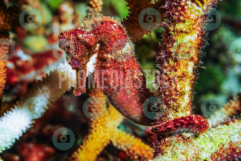 Curacao Animal Seahorse 292