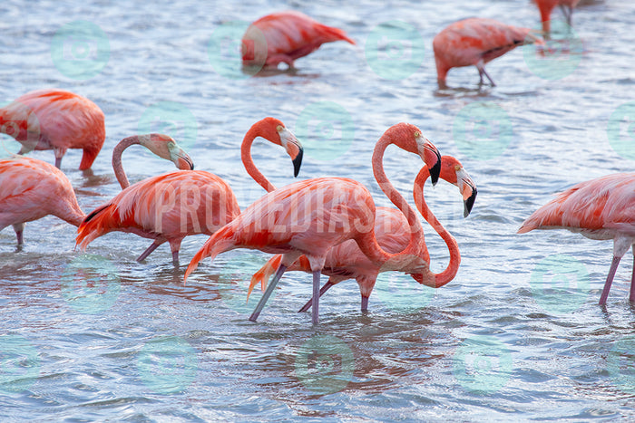 Curacao Animal Flamingoes 364