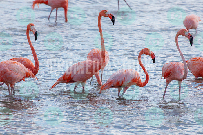 Curacao Animal Flamingoes 365