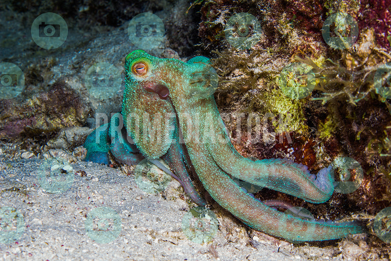 Curacao Animal Octopus 293